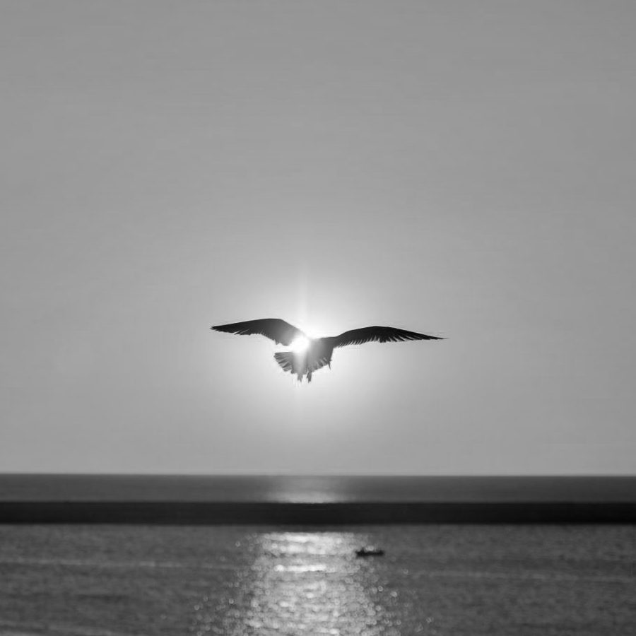 Flying bird sunset